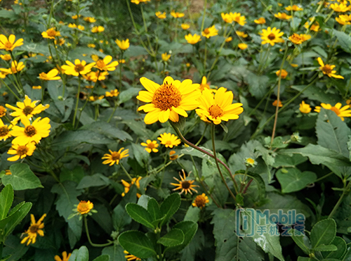 Screenshot_2015-09-09-17-18-24 360手機(jī)旗艦版2k屏 雙攝像體驗(yàn)