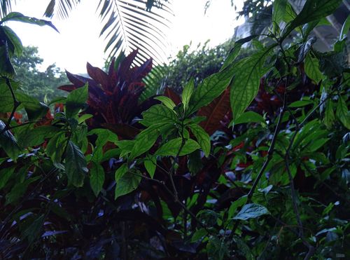 IMG_20160118_092959 360手機(jī)旗艦版2k屏 雙攝像體驗(yàn)