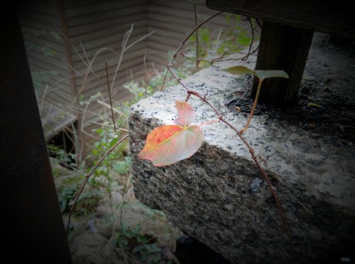 IMG_20160118_090619 360手機(jī)旗艦版2k屏 雙攝像體驗(yàn)