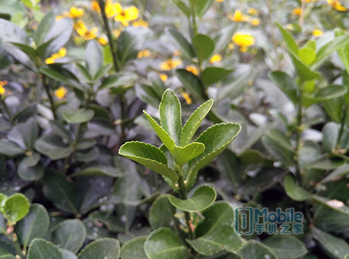 IMG_20150909_172013 360手機(jī)旗艦版2k屏 雙攝像體驗(yàn)